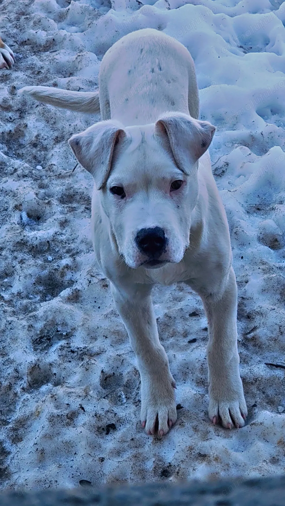 Vând dog argentinian 
