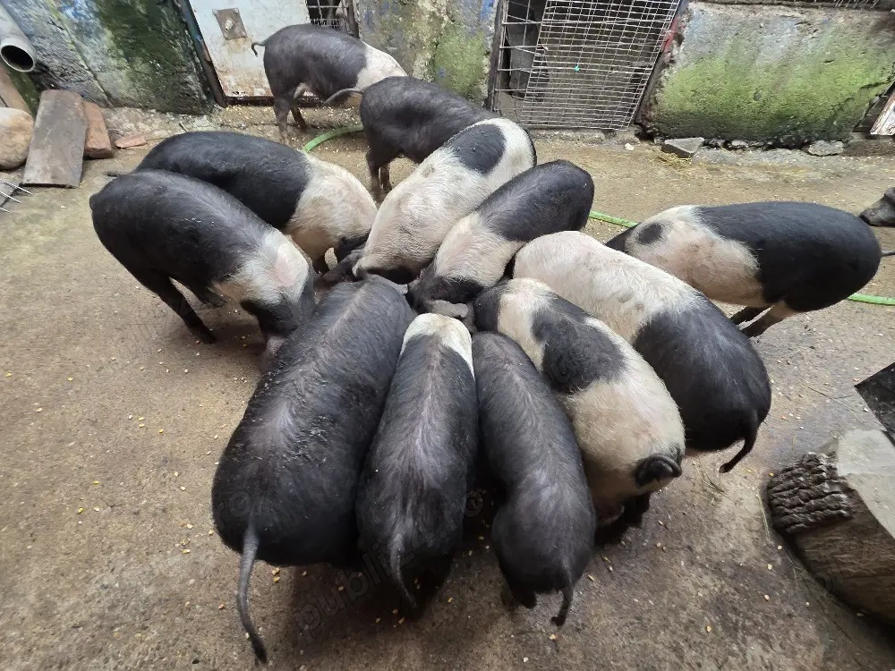 BAZNA de BAZNA, de 6 luni de zile!!! Rasă, casă, masă!