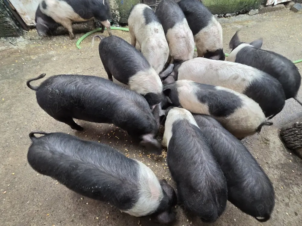 BAZNA DE BAZNA, de 5 luni de zile