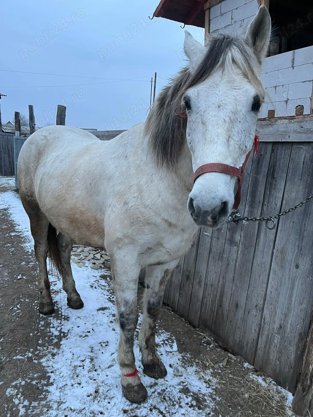 Cal de vânzare cuminte are 9 ani 