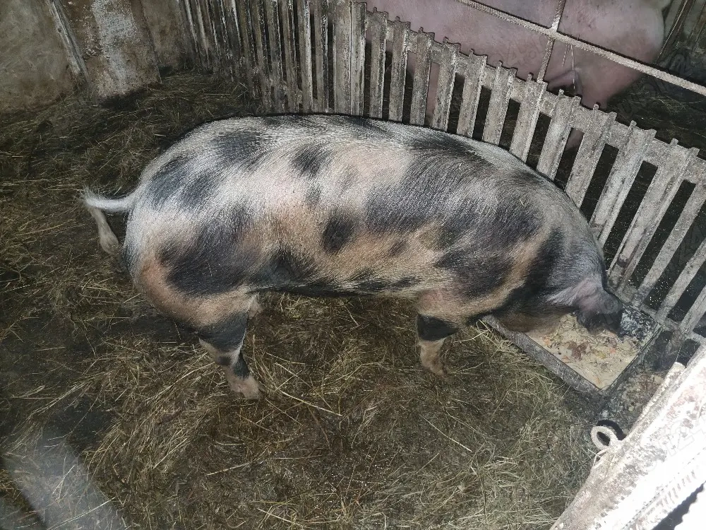 porc de carne pentru sacrificat