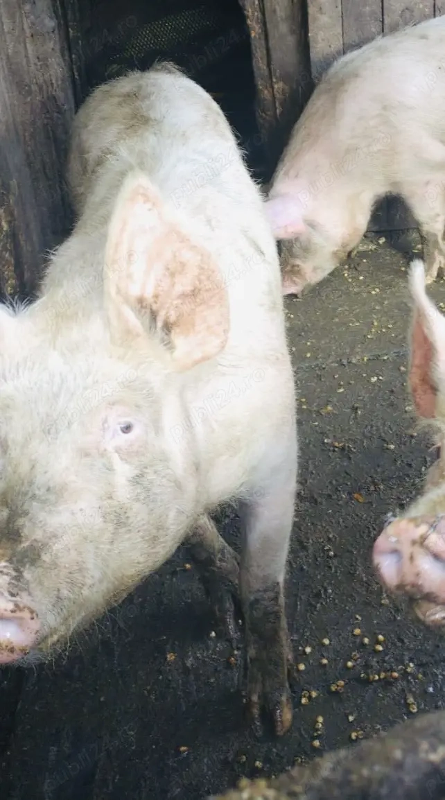 Vând godini! 50-60 kg 