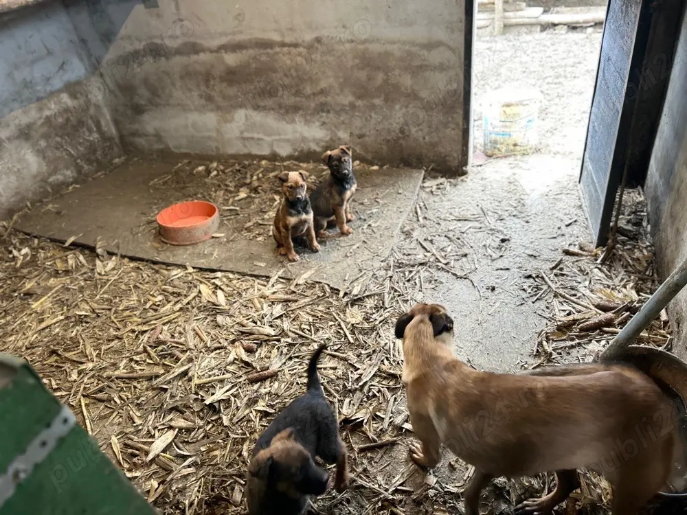 Rottweiler cu Belgian malinois 