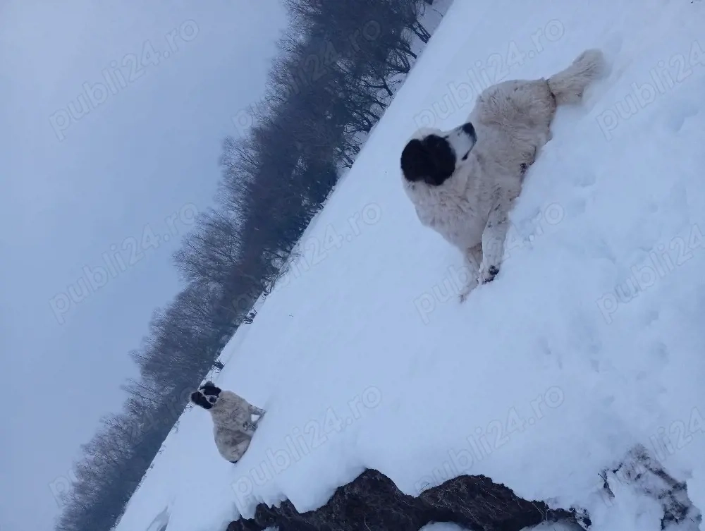 Schimb femele ciobănesc 