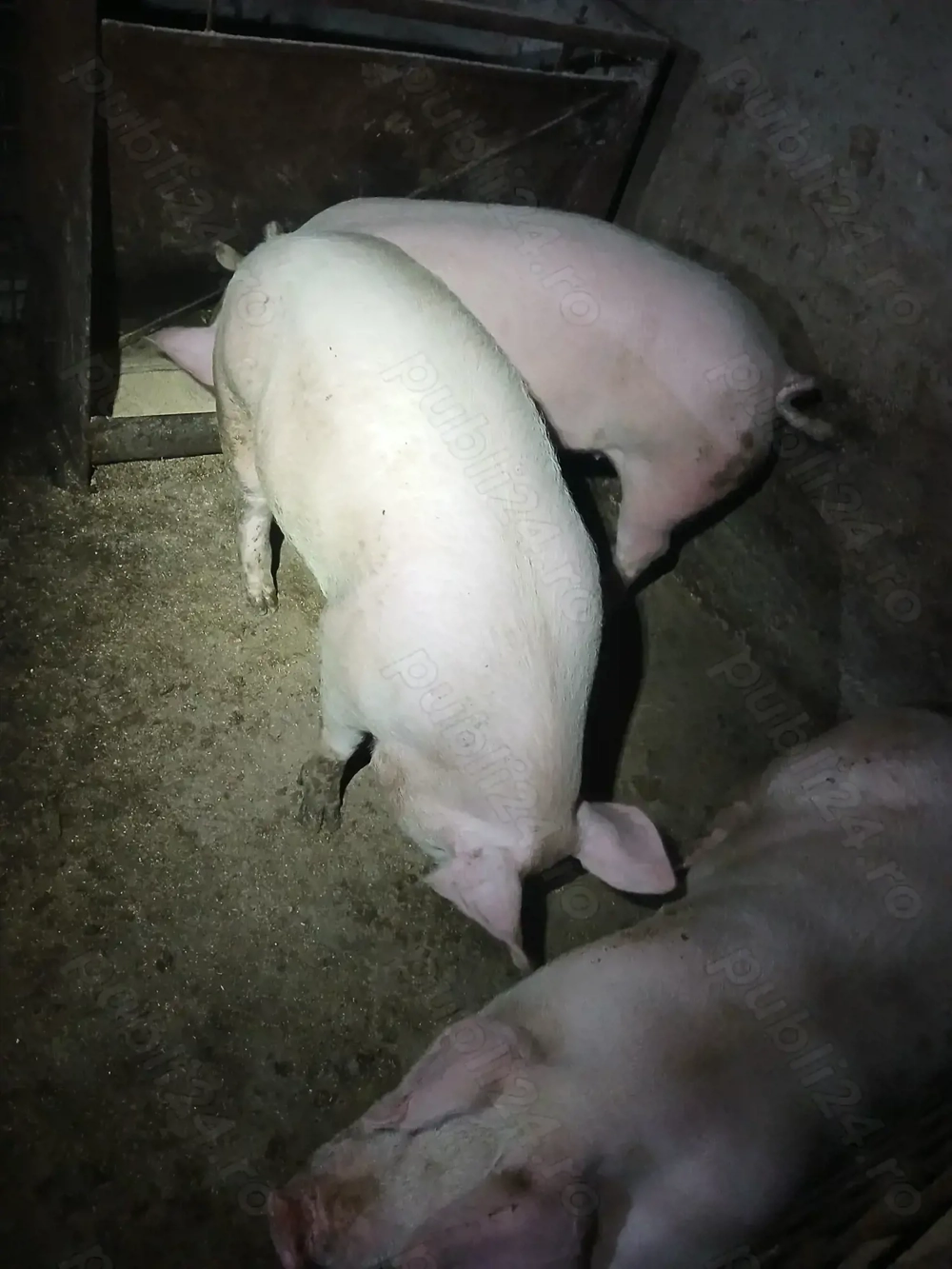 Porc viu sau carcasă crescuți natural. 