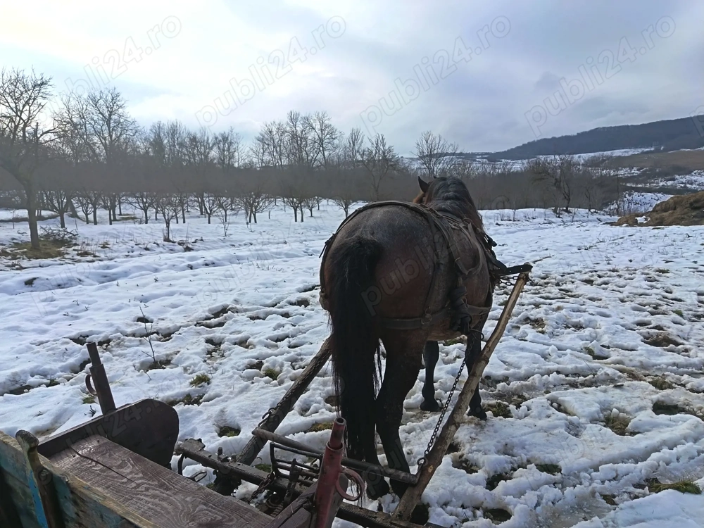 Vând iapă gestantă garantată la tras și blândețe 
