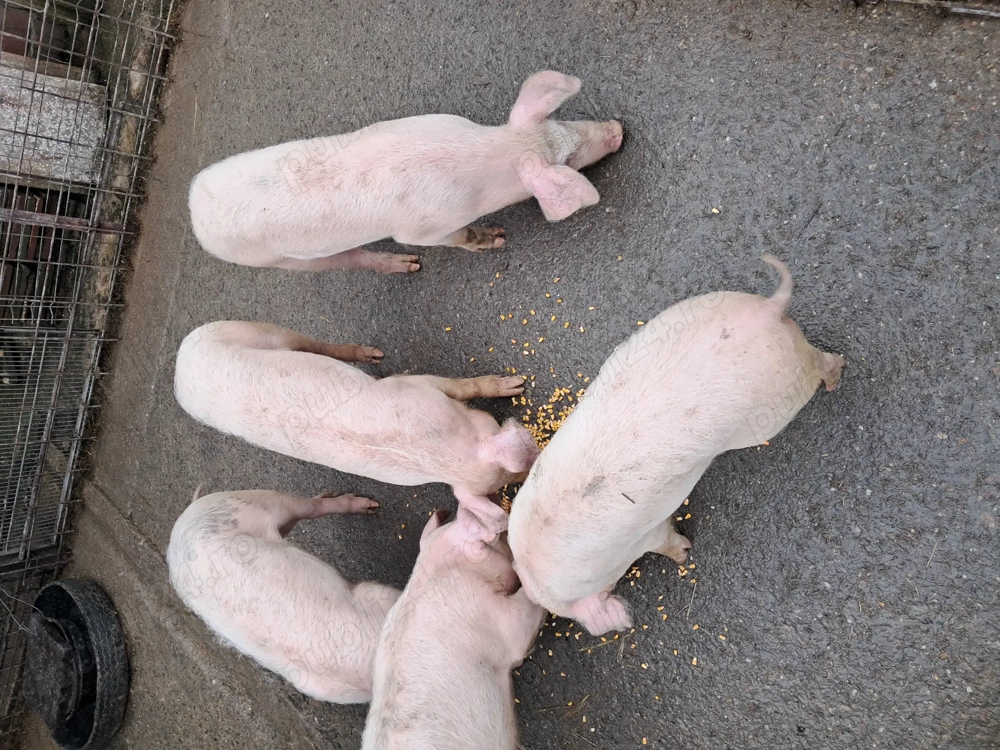 Purcei landrace si soldani pietrain 