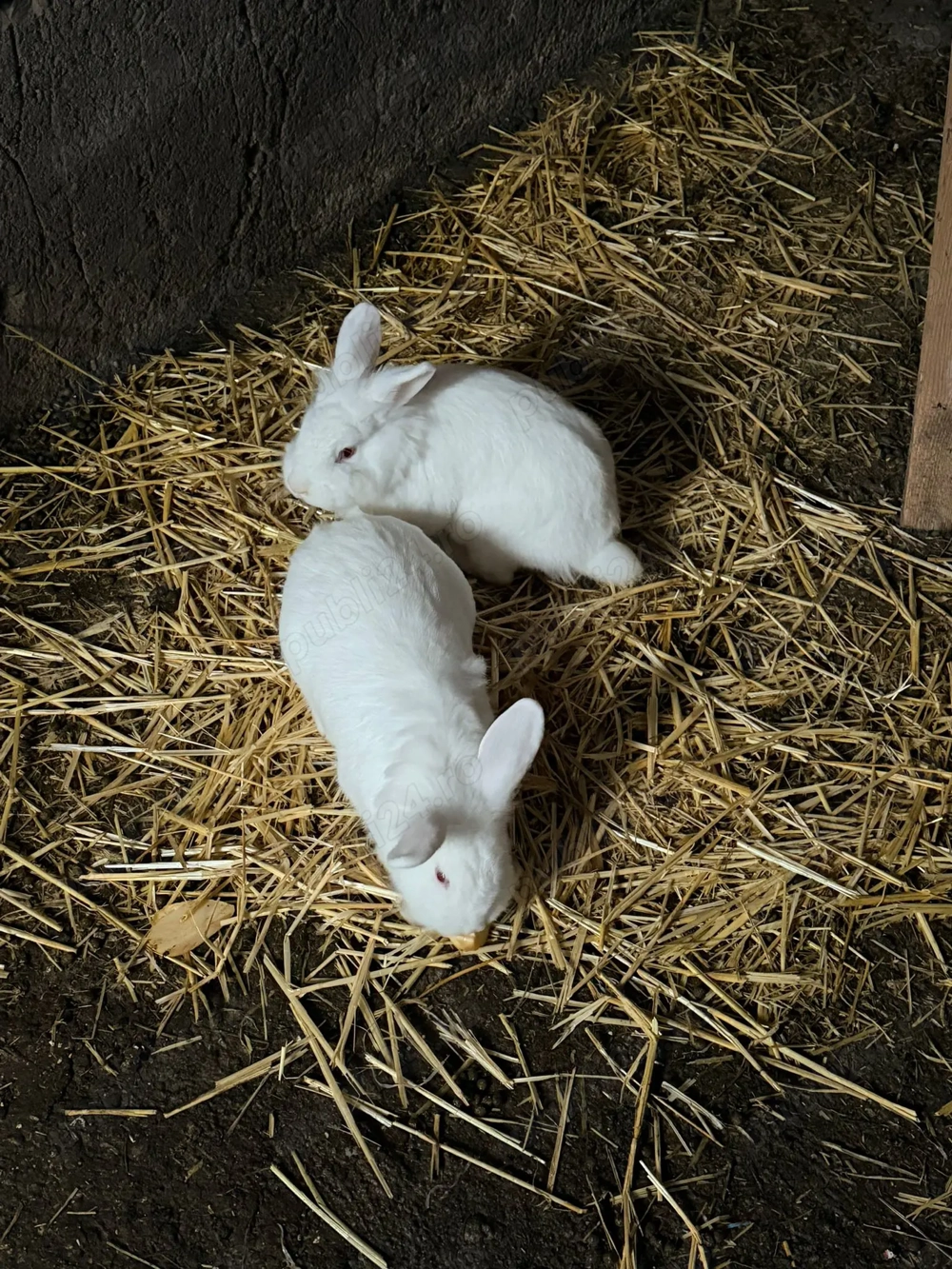 Iepuroaice cap de leu de vânzare 