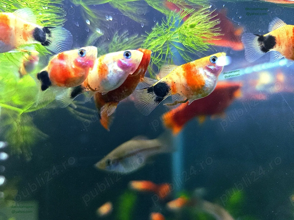 Pesti acvariu ancistrusi,  guppy, molly,  platy 