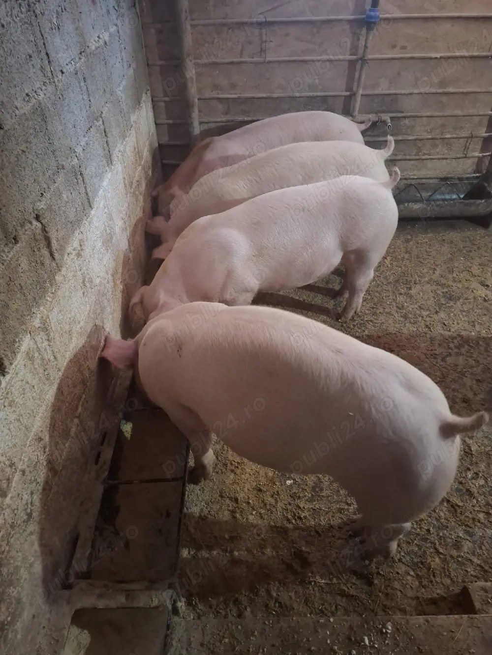 Vând porci 100-150 kg
