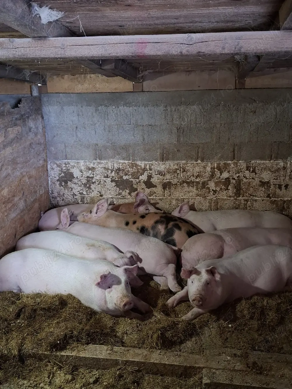 Vând purcei 75KG-90KG