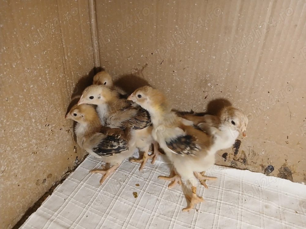 Vând 5 pui Wyandotte GSG