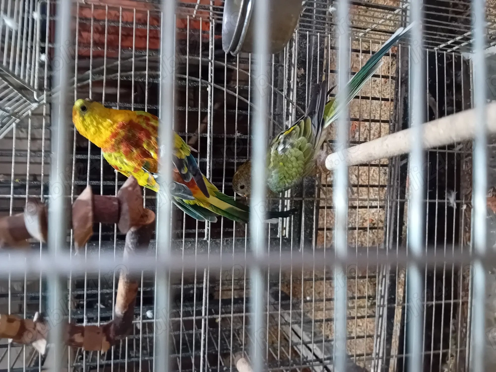 Cintatori ,pereche frumoasa