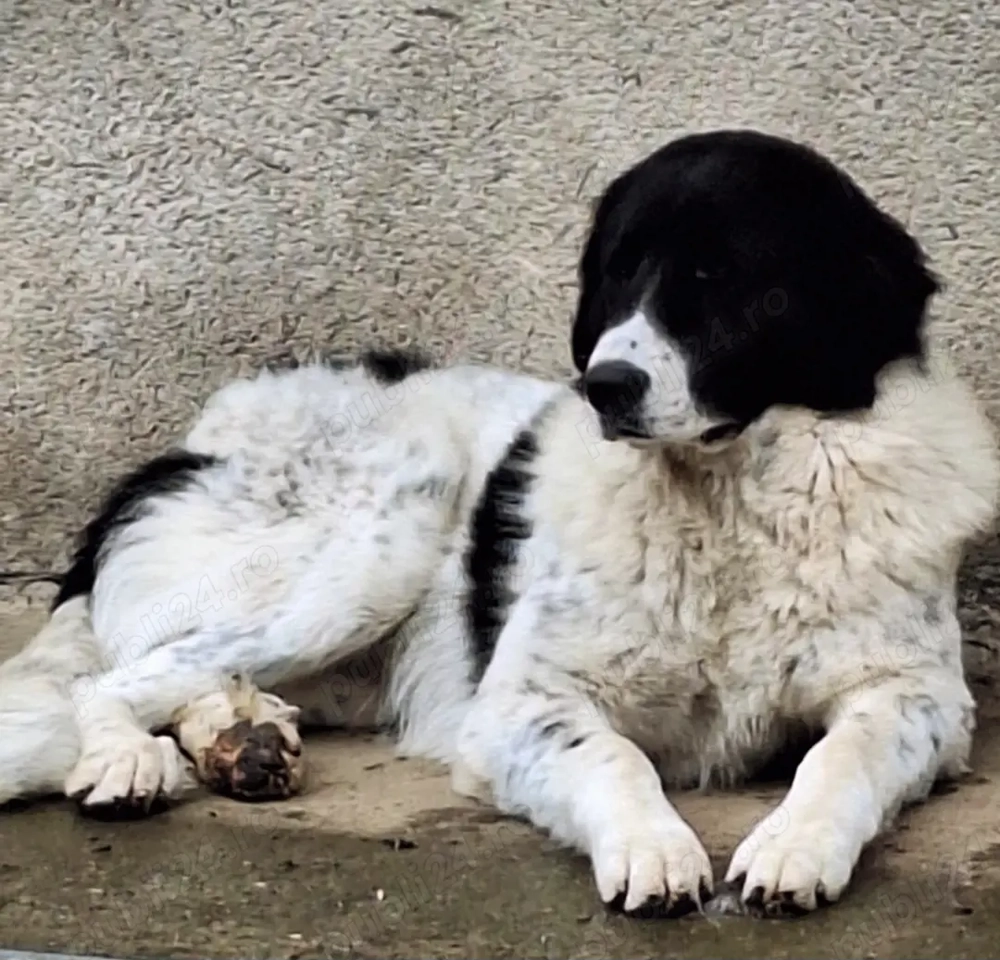 femelă ciobănesc bucovina 