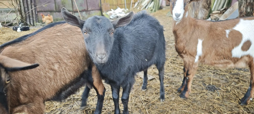 Tapisor Murciano de anul trecut