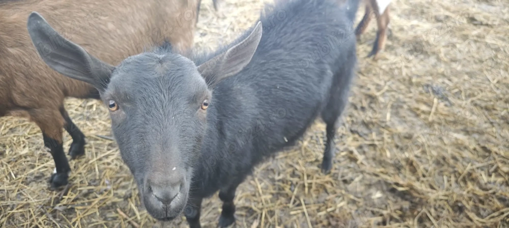 Vand  schimb Tapisor Murciano de anul trecut