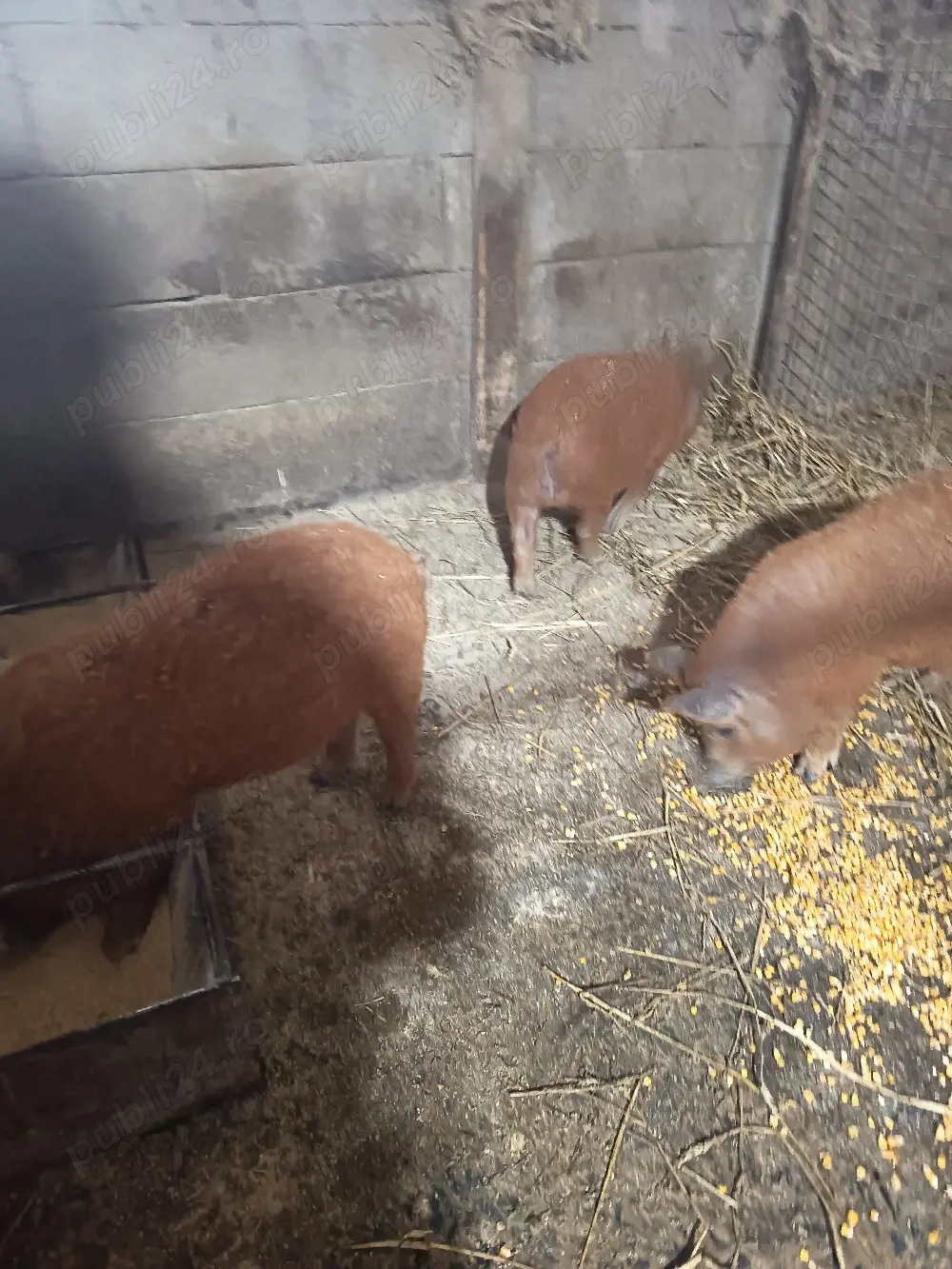 vand 3 vieruți mangalița 