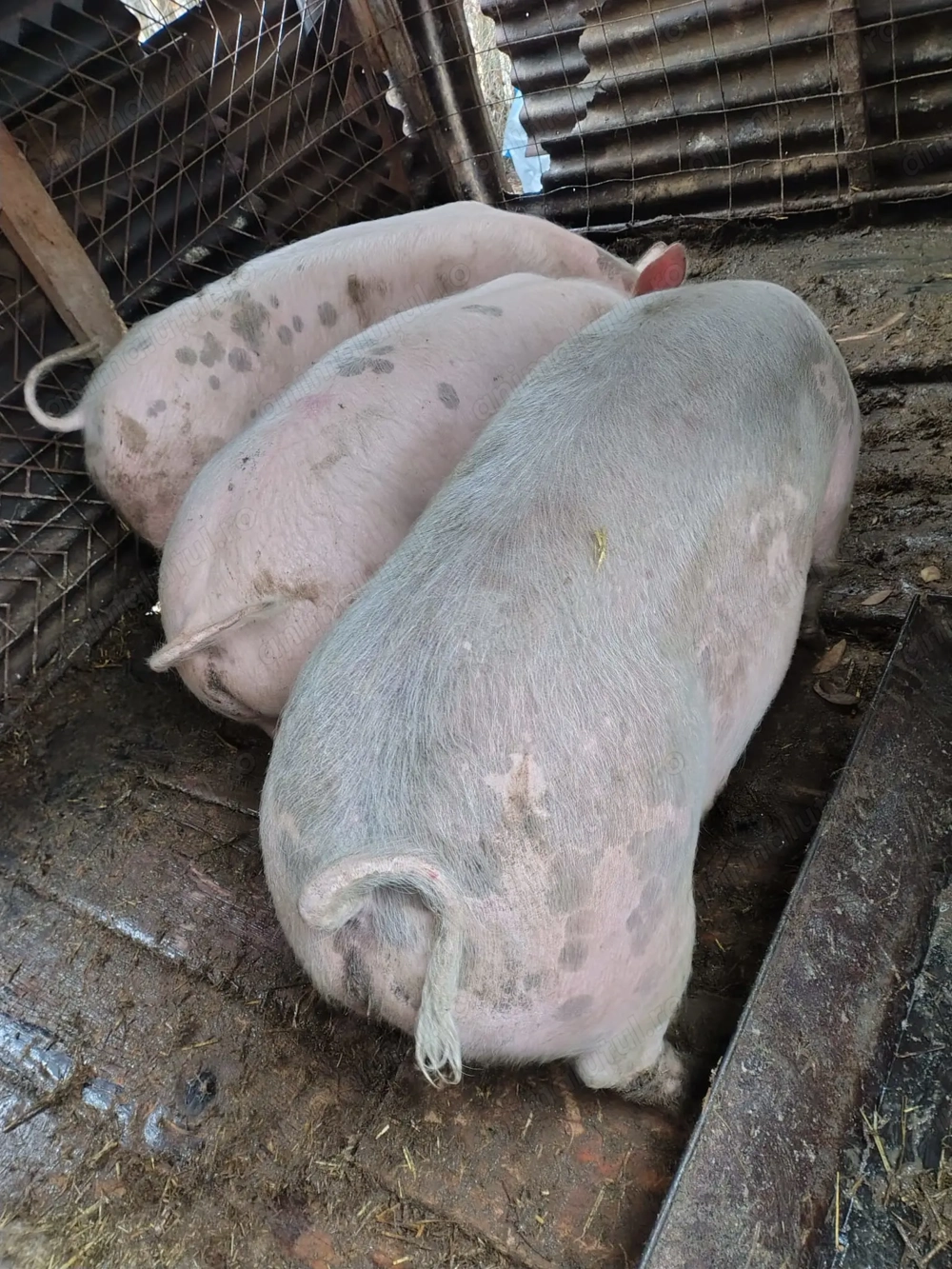 Vând 3 porci 80 90 kg