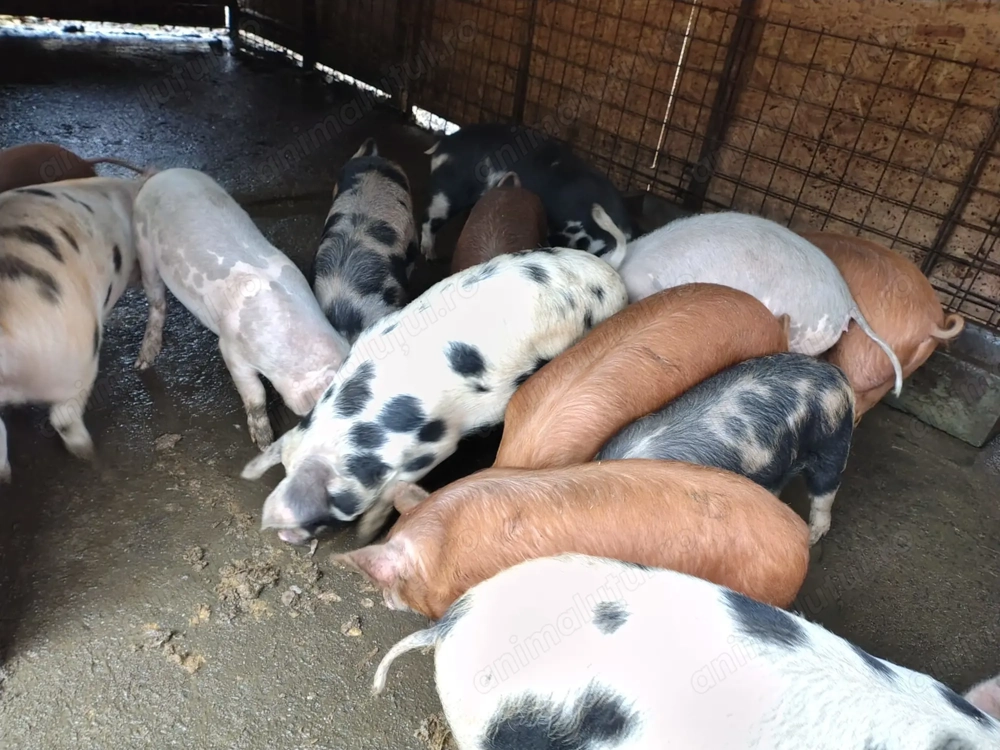 Vând porci 35 40 kg 