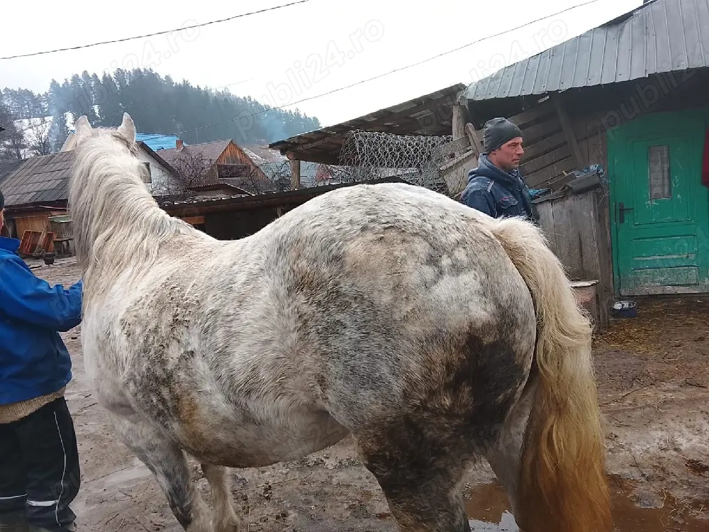 Iapă 9 ani gestanta în 8 luni 