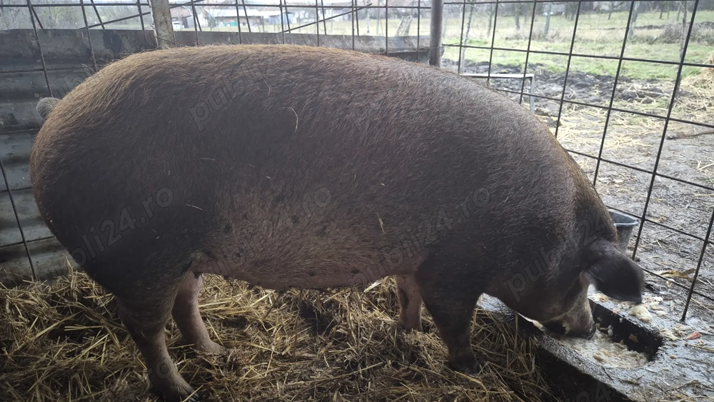 Vând scroafa gestanta 