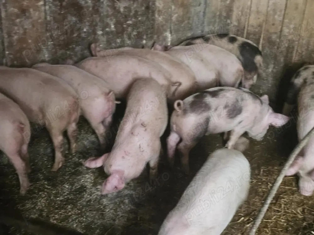 purcei 10 săptămâni 