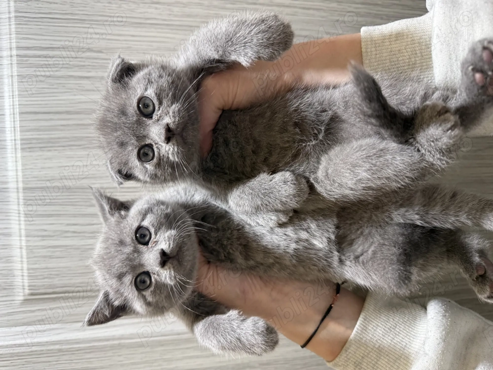 Pui scottish   scottish strike