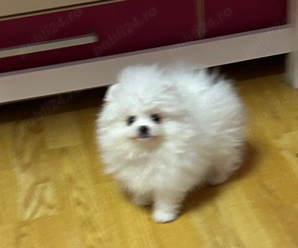 Pui Pomeranian  - CANISA