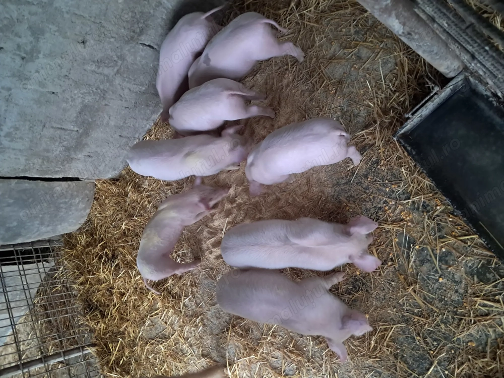 Purcei landrace de vînzare .