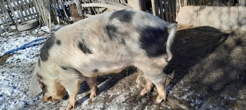 Vand PORCUL din  poza - Pretul negociabil telefonic