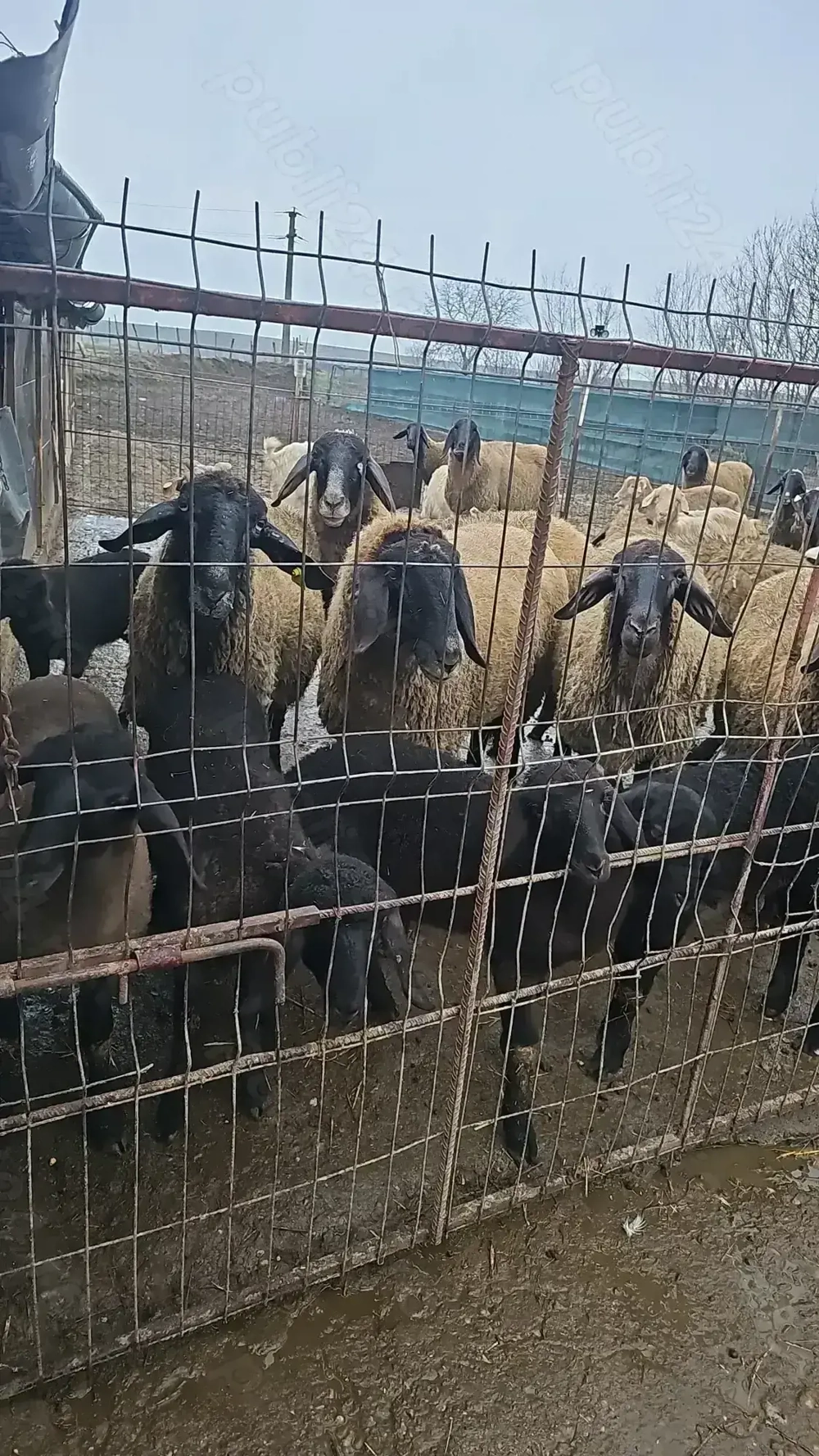 De vânzare oi tinere  rasa Carabașă de Teleorman