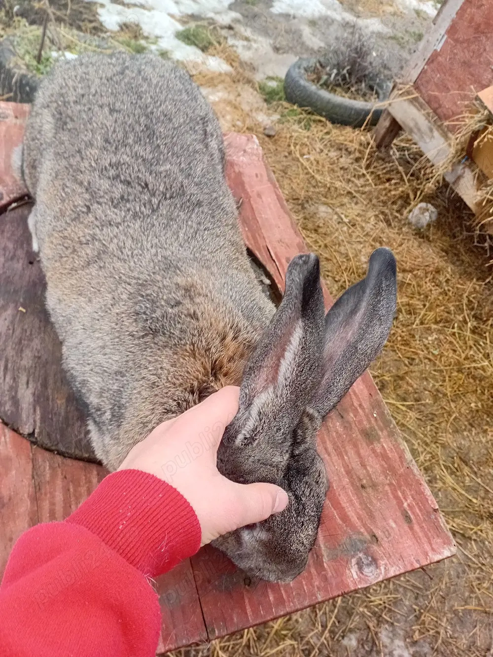 vind iepuroaica de comun 