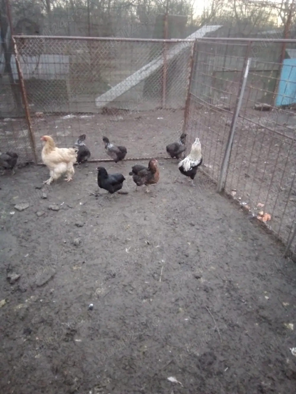 vând gaini araucana