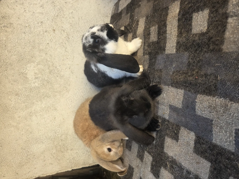 Iepuri berbec german 