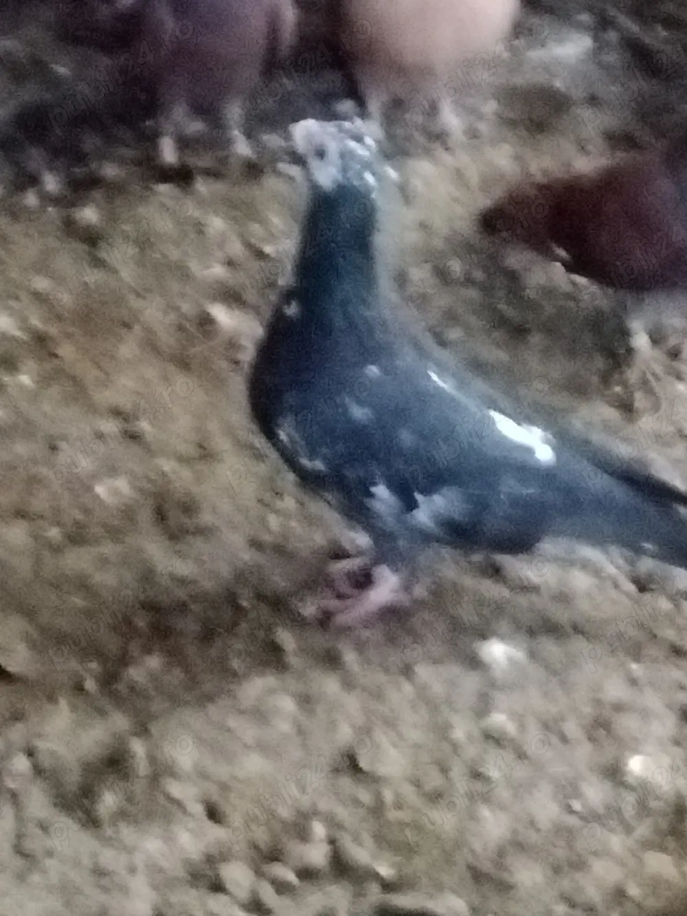 vând porumbei mai multe rase