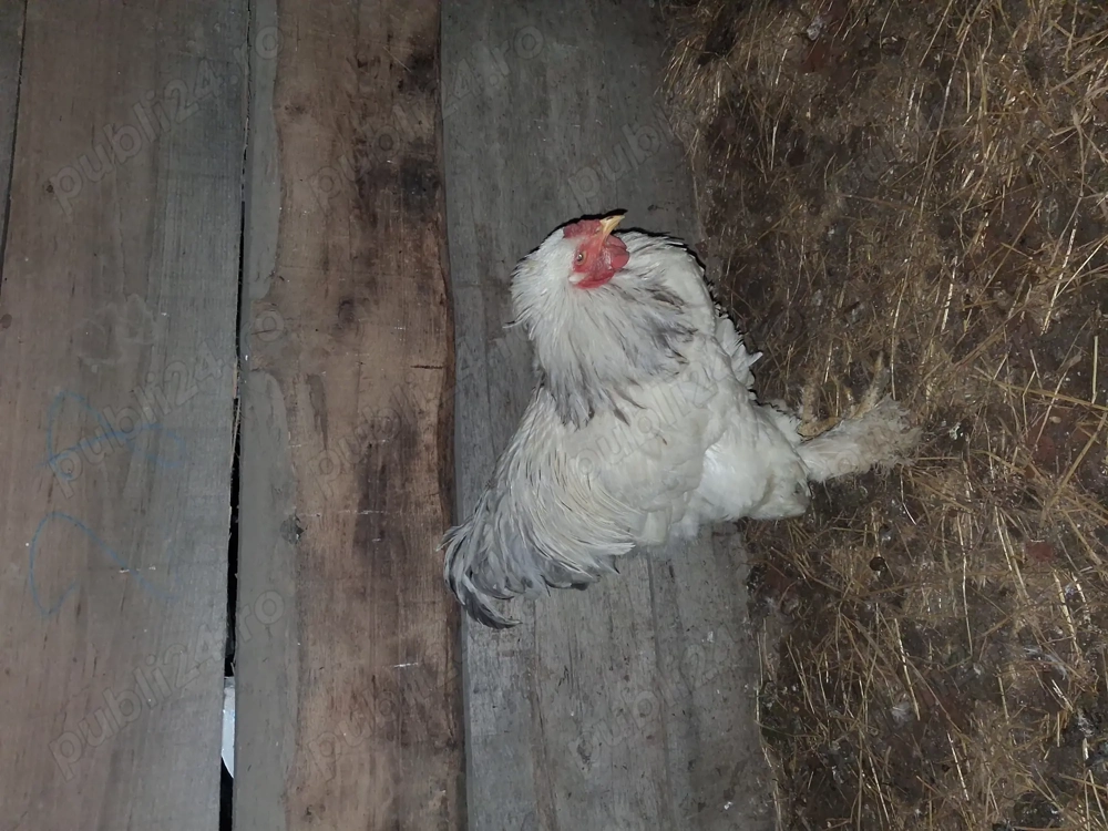 Vand 3 cocosi brahma 