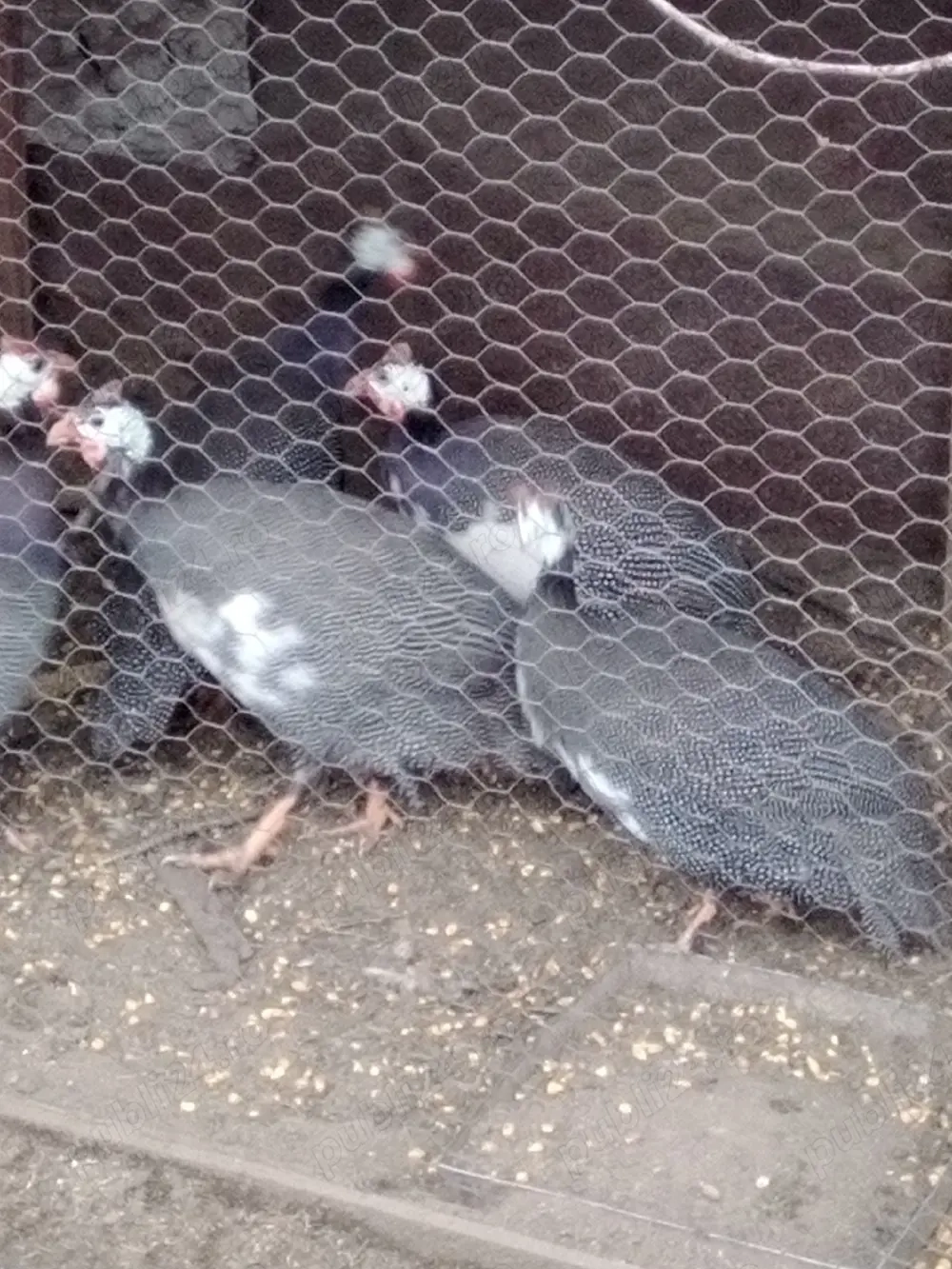 vând bibilici colorate