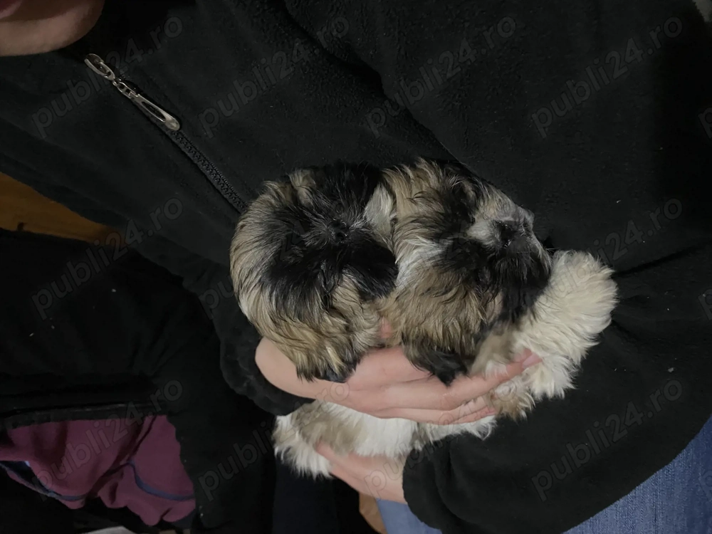 Vând 2 femele Shihtzu.                                         