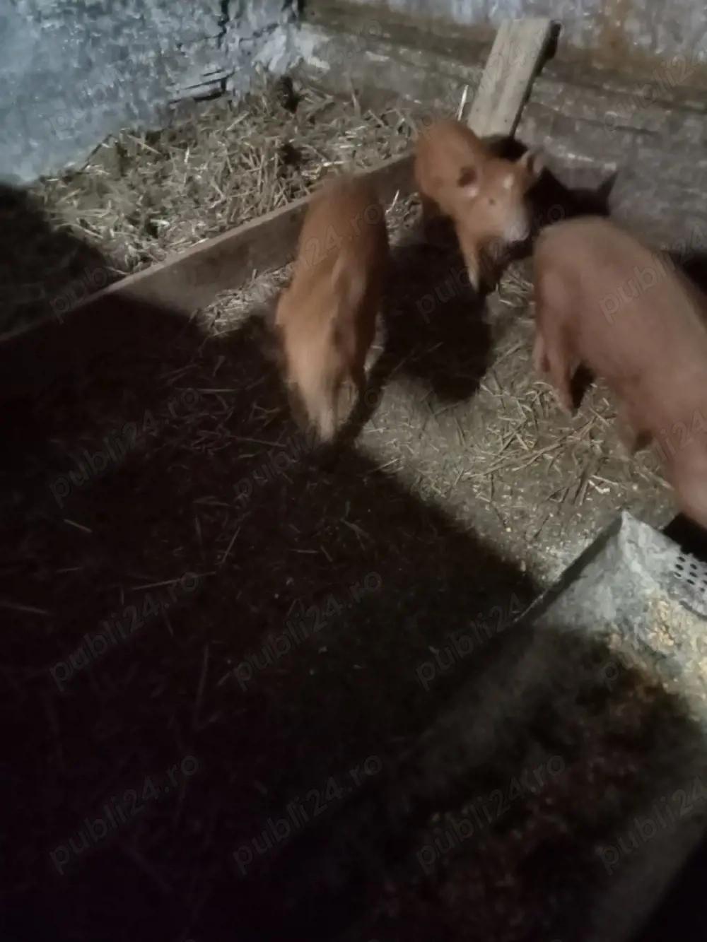 trei purcele metis duroc vând sau sc cu cereale 