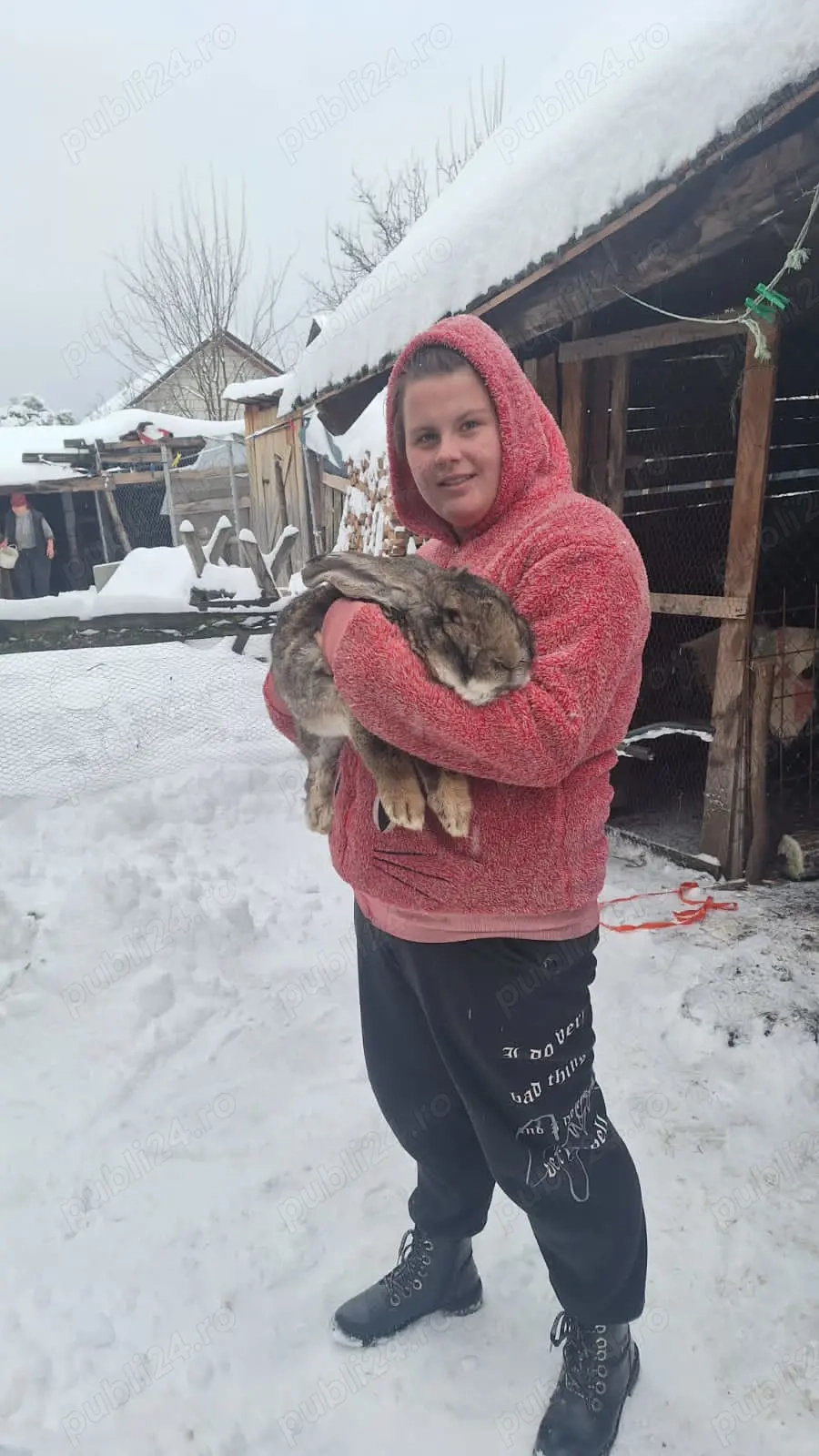 Vând pereche iepuri uriaș gri fier 