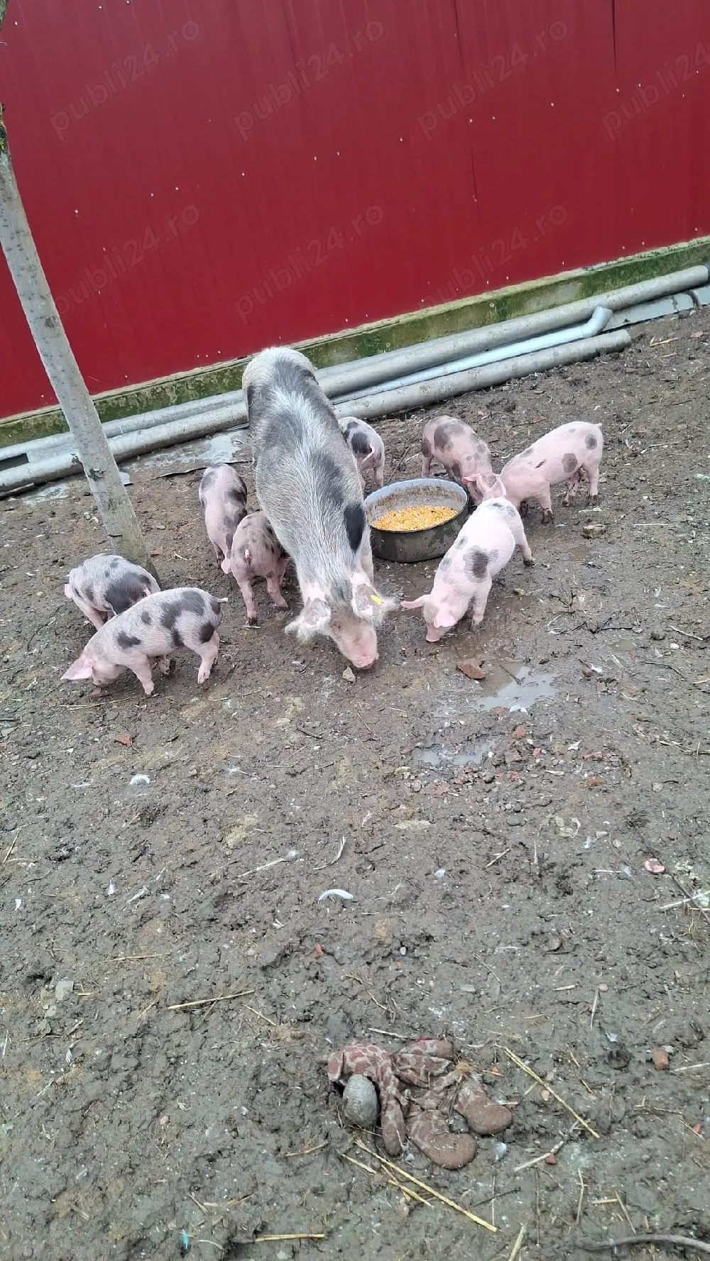 vând purcei  6 săptămâni  disponibil 5 scrofițe