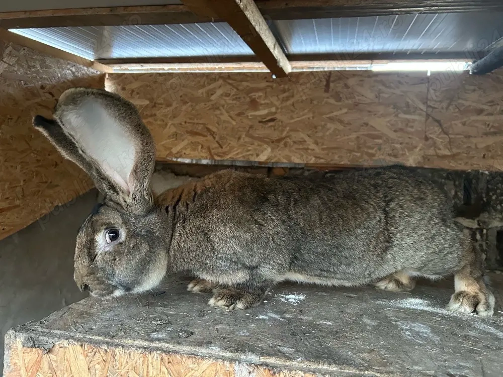 Iepure urias german schimb cu cereale