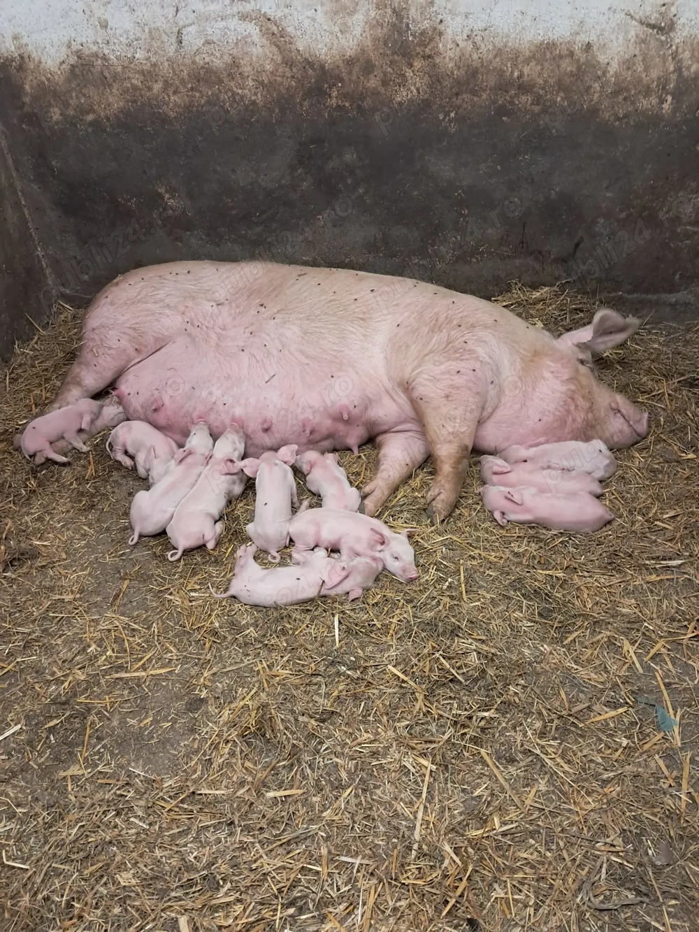 Purcei si scrifite gestante