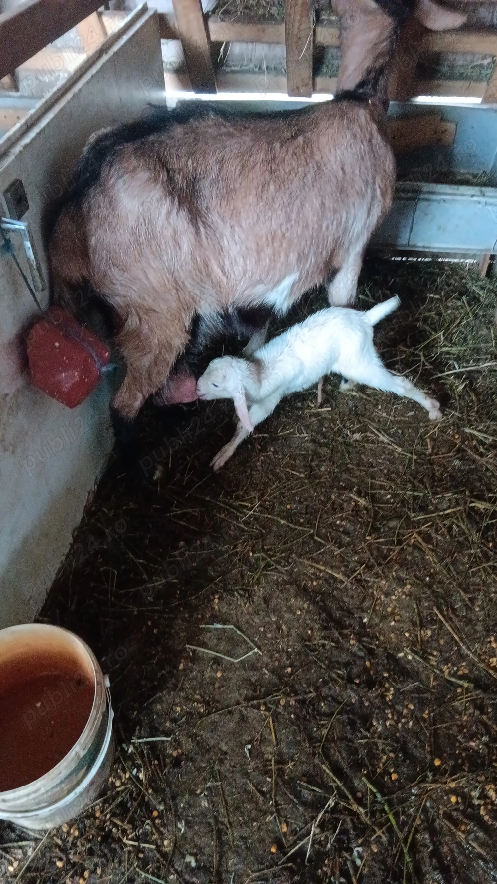 Capre de vanzare sau schimb 