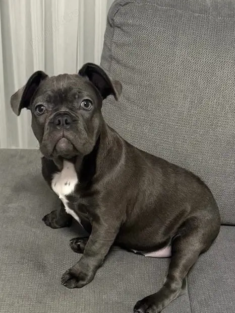 bulldog francez blue ,mascul 