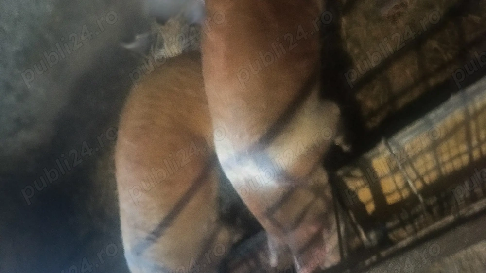 Porci duroc de vinzare