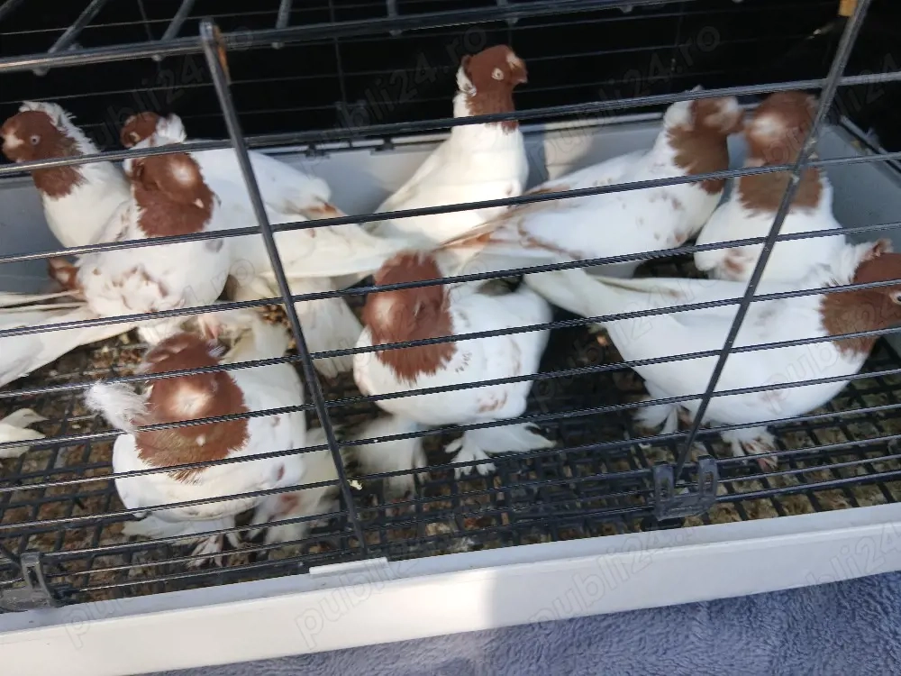 Jucatori de Botoșani 