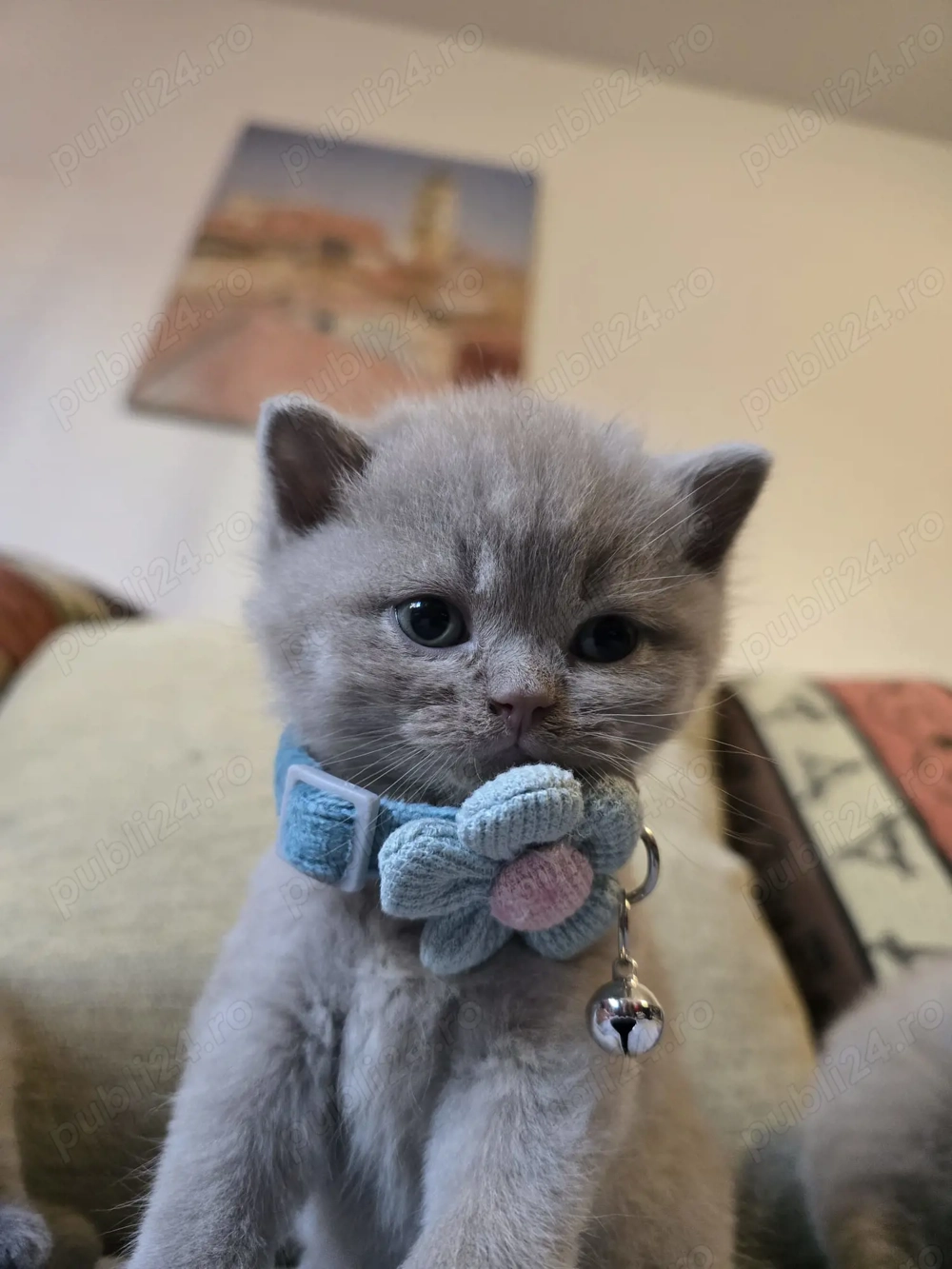 British shorthair lila