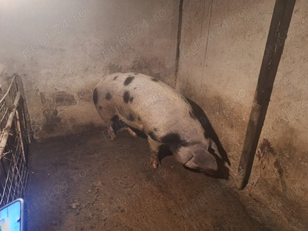 de vanzare porc de carne la 380 kg