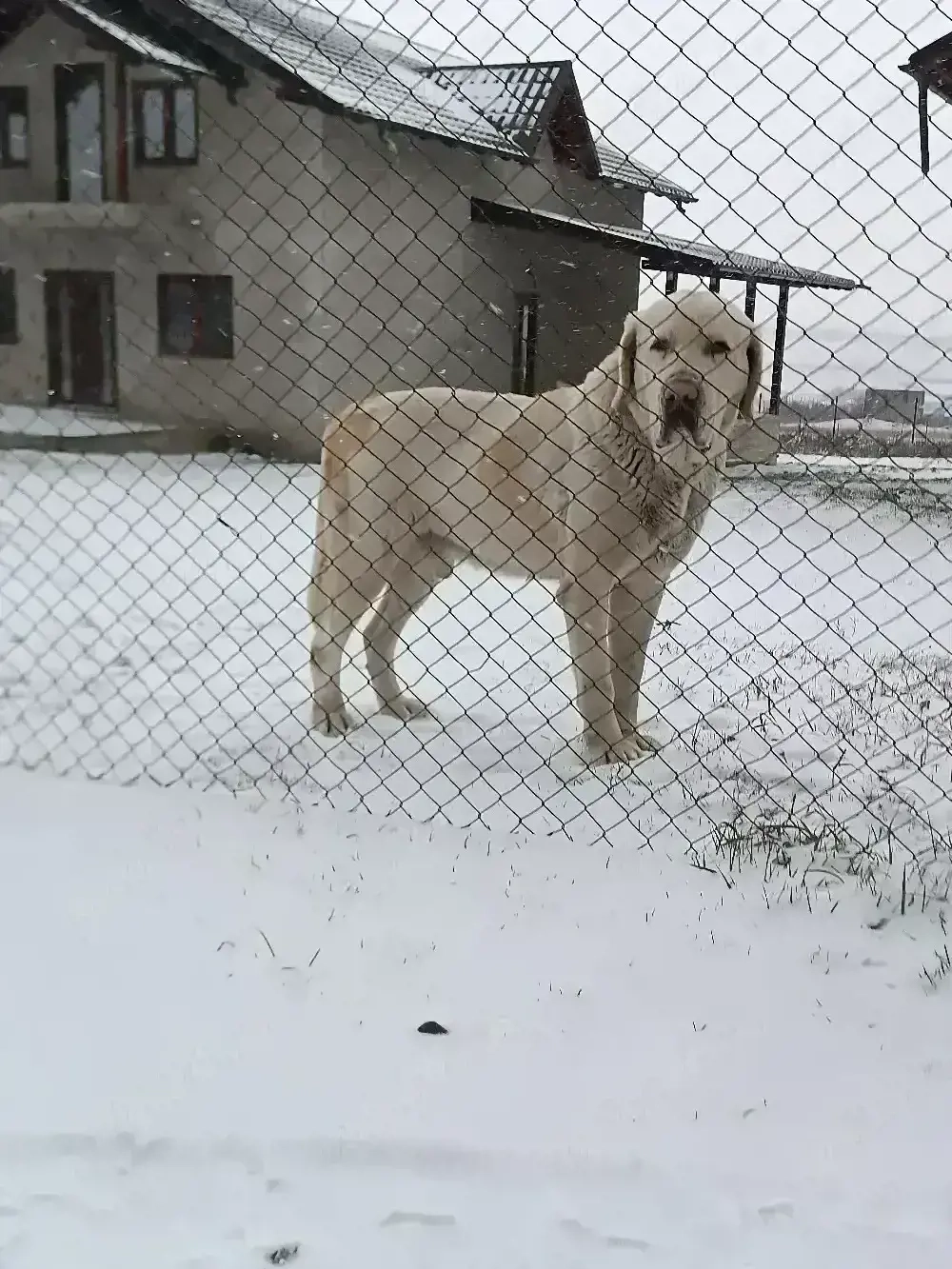 Schimb Ciobănesc de Asia Centrală 